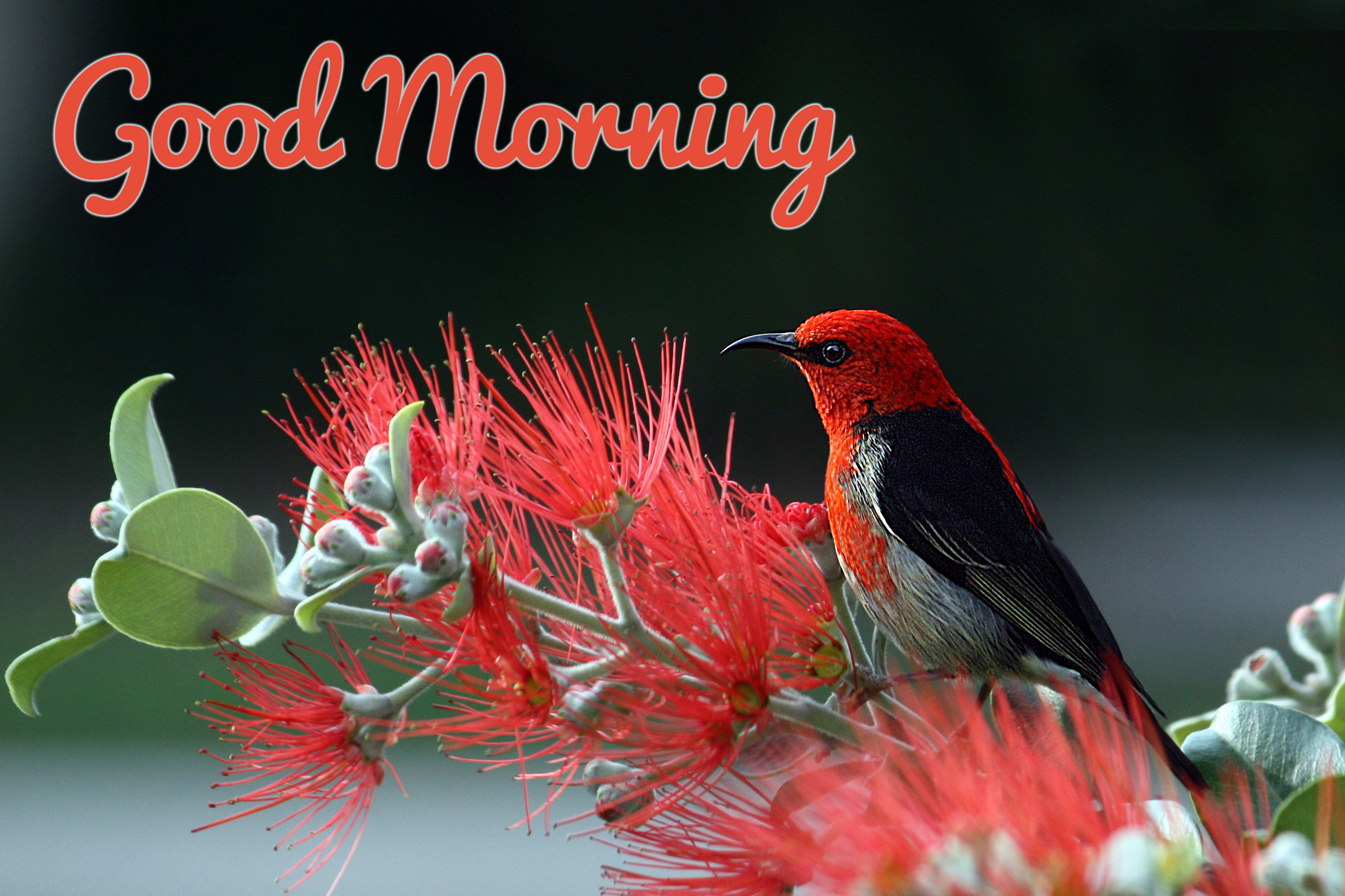 Pink Bird Good Morning Wallpaper - Good Morning Birds Images Hd - HD Wallpaper 