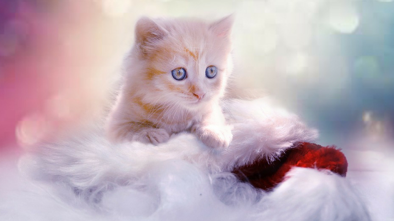 Cute Cat Wallpaper Download - Beautiful Cutest Kitten Cats - 1280x720