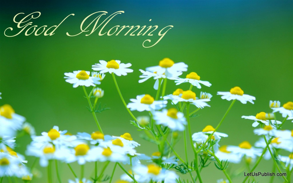 Good Morning Flowers Wallpaper - Good Morning With Flowers Hd - HD Wallpaper 
