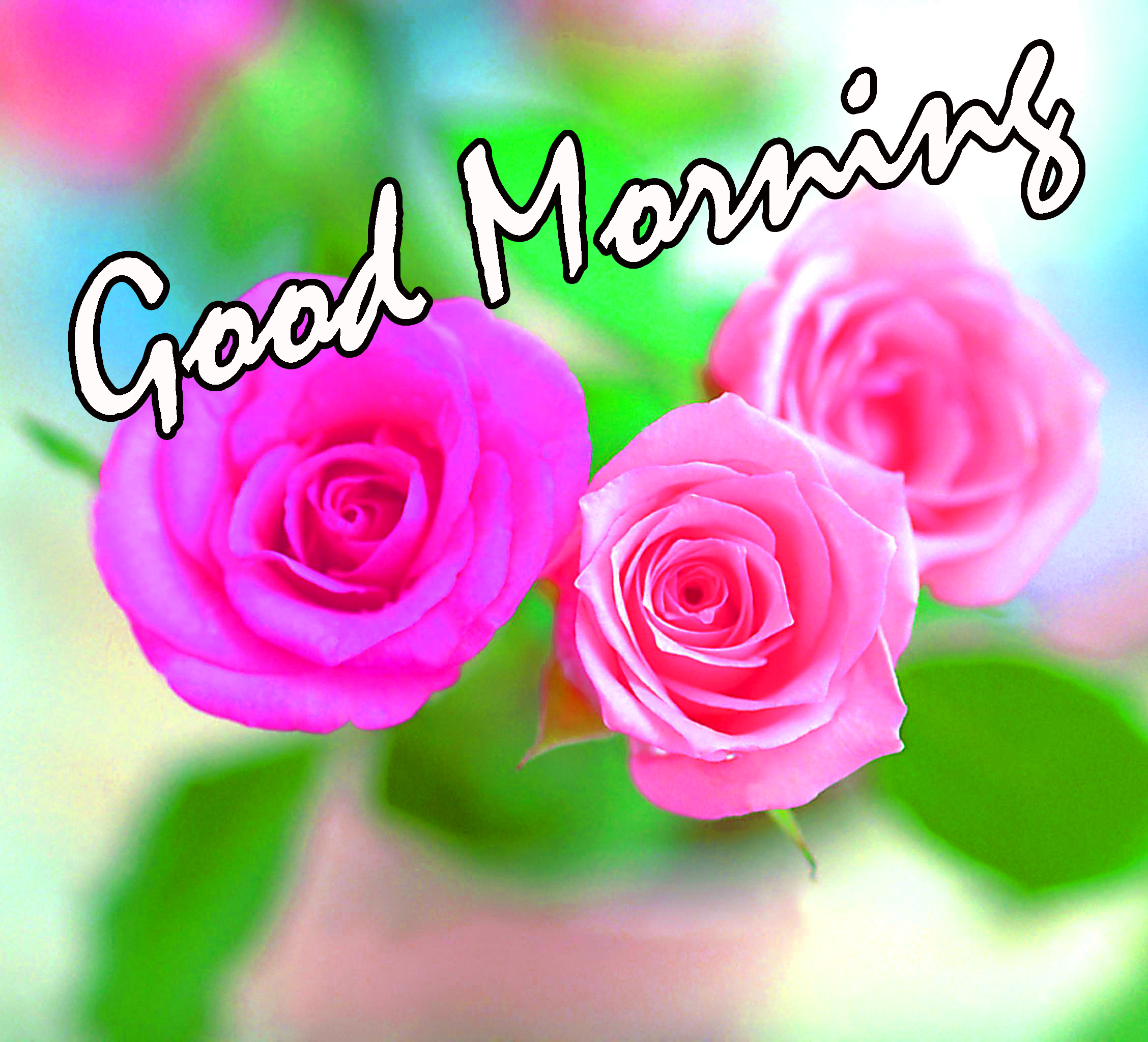 Rose Good Mornings - HD Wallpaper 