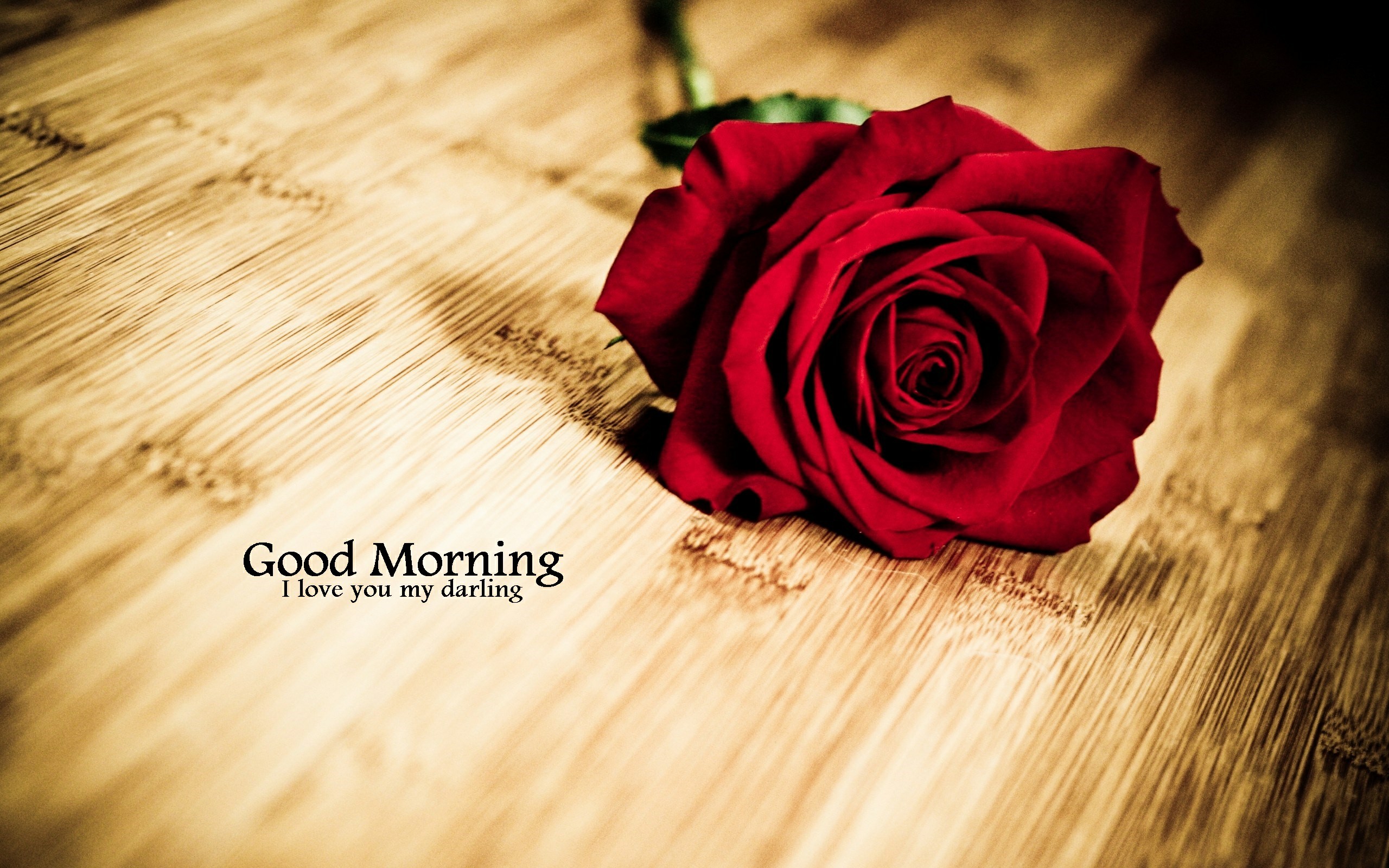 Good Morning Rose Hd - HD Wallpaper 