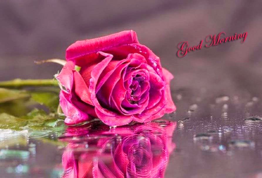 Morning Pink Rose Images - Romantic Good Morning Rose - HD Wallpaper 