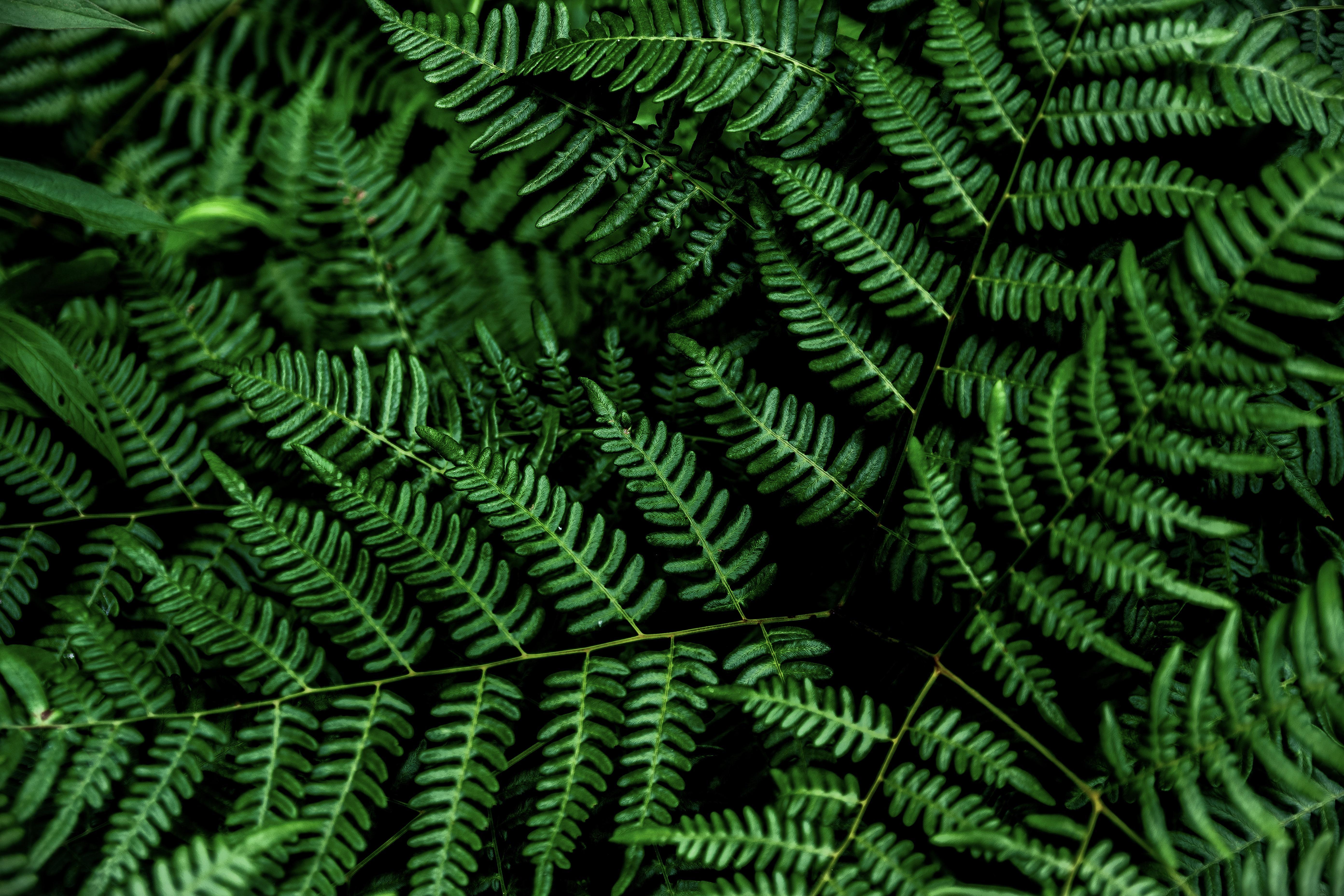 Plant Wallpaper Pc - HD Wallpaper 