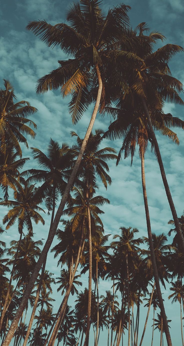 Iphone Xs Max Wallpaper Palm Trees - HD Wallpaper 