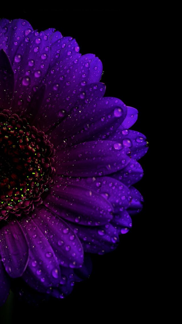 Purple Wallpapers For Phone - HD Wallpaper 