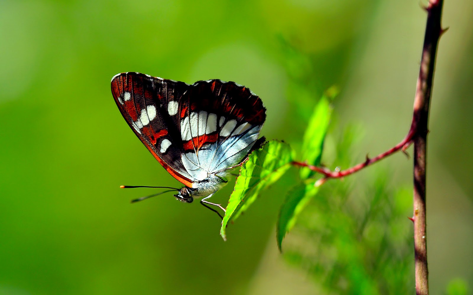 Desktop Hd Wallpapers Butterfly Download - Butterfly Hd - HD Wallpaper 