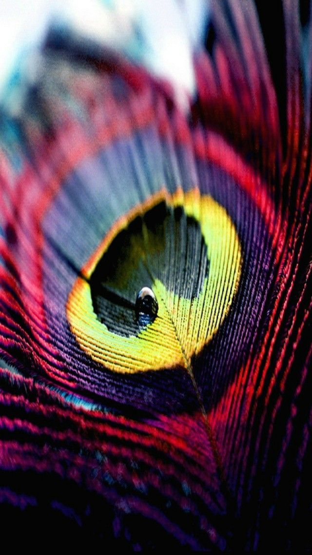 Hd Live Wallpapers For Android Phones Free Download Peacock Feather Wallpaper Hd 640x1136 Wallpaper Teahub Io