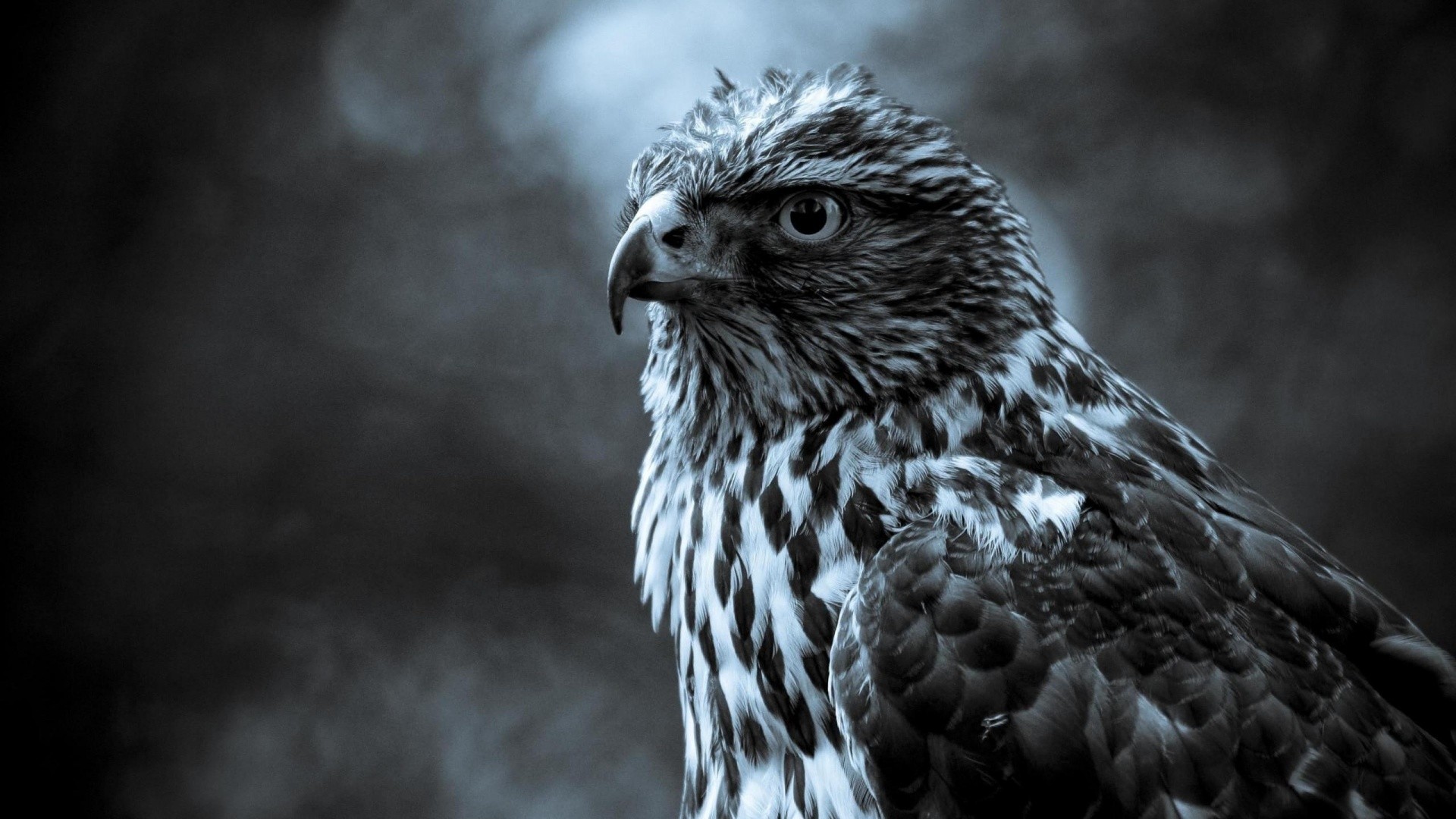 3d Hd Animal Wallpapers - Eagle Birds Hd - HD Wallpaper 