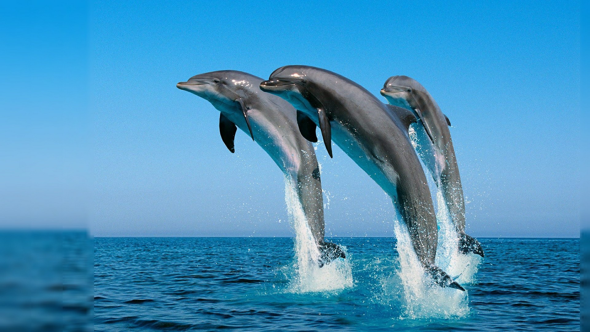 3d Live Wallpaper For Laptop Data-src - Laptop Hd Wallpaper Download - 1920x1080 Wallpaper 3d Live Wallpaper For Laptop Data-src - Laptop Hd Wallpaper Download - 1920x1080 Wallpaper