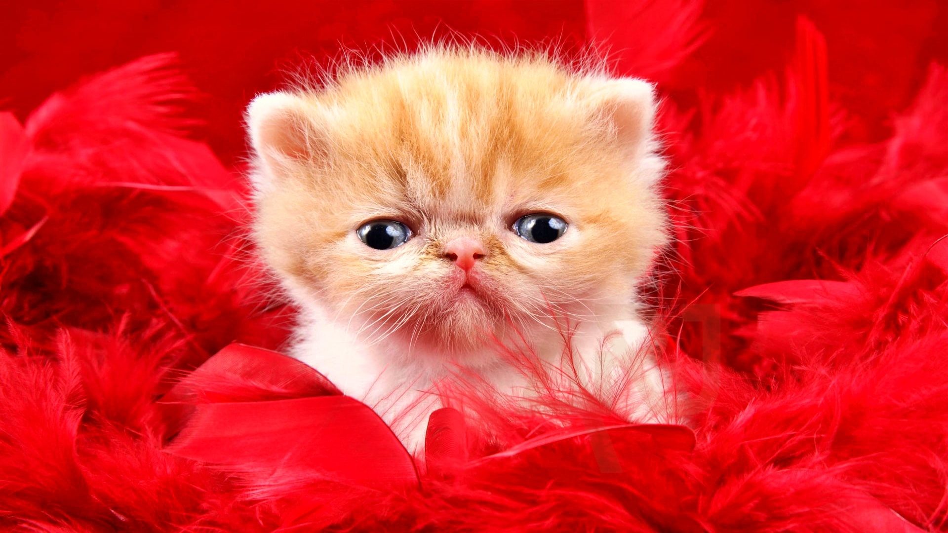 Miss You Too Badly - HD Wallpaper 