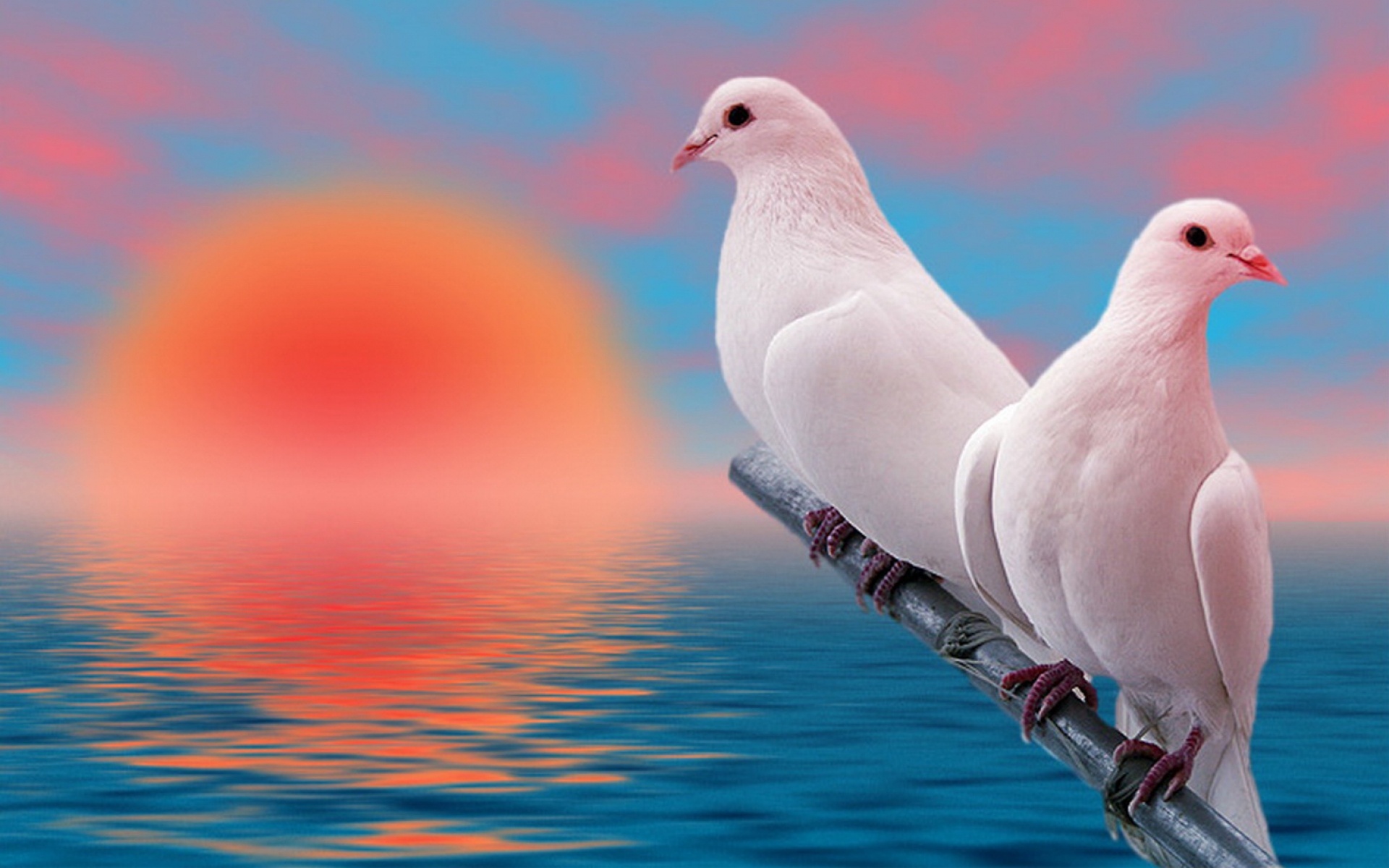 49 Hd Love Hd Wallpapers/backgrounds For Free Download, - Love Birds Wallpaper Hd - 1920x1200 Wallpaper 49 Hd Love Hd Wallpapers/backgrounds For Free Download, - Love Birds Wallpaper Hd - 1920x1200 Wallpaper