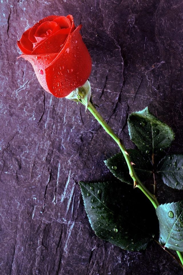 Love Rose Android Wallpaper - Love Rose Wallpaper Hd - 640x960 Wallpaper -  