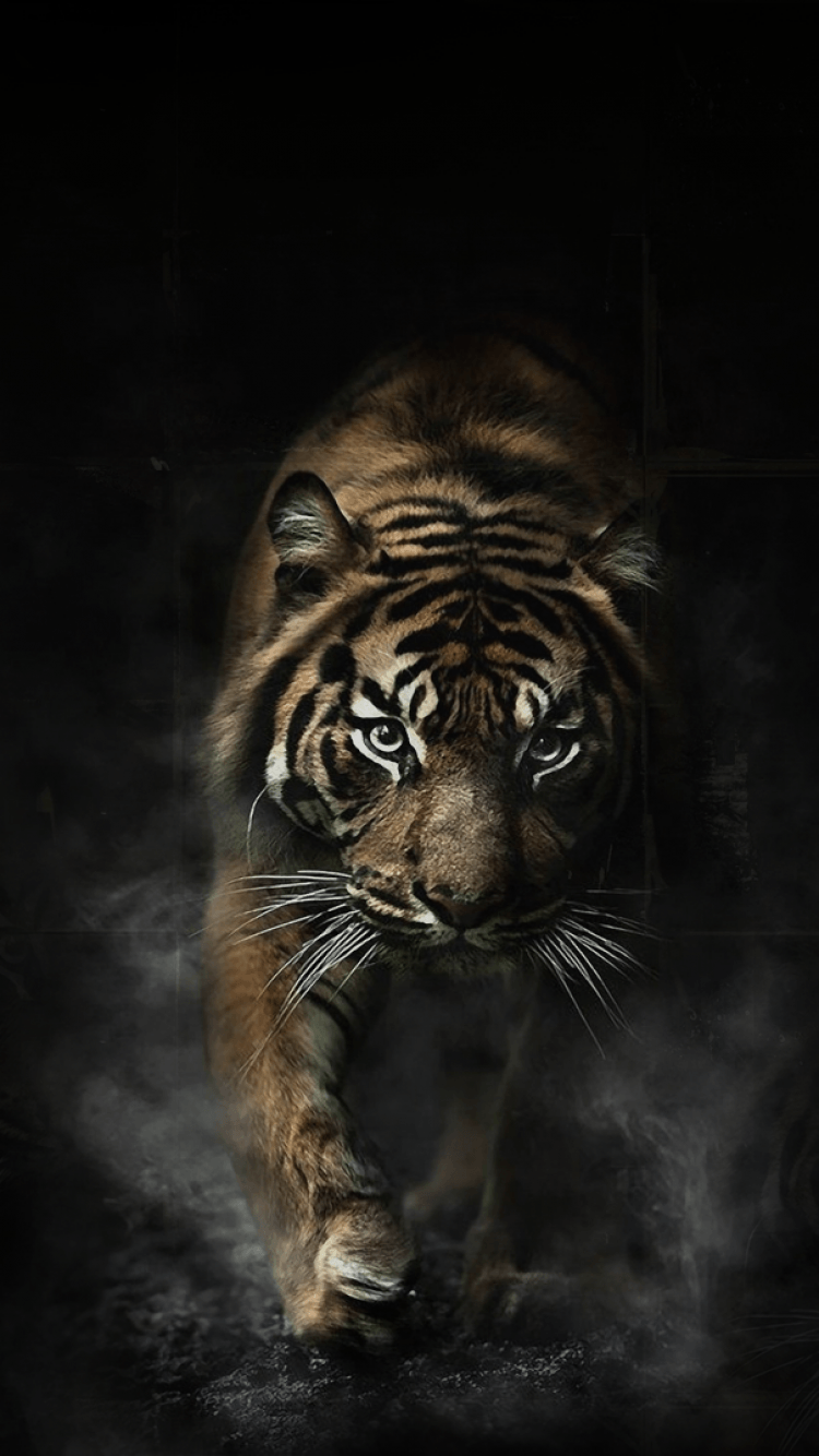 Tiger Hd Wallpaper For Your Mobile Phone Spliffmobile - Tiger Hd Wallpaper For Mobile - HD Wallpaper 