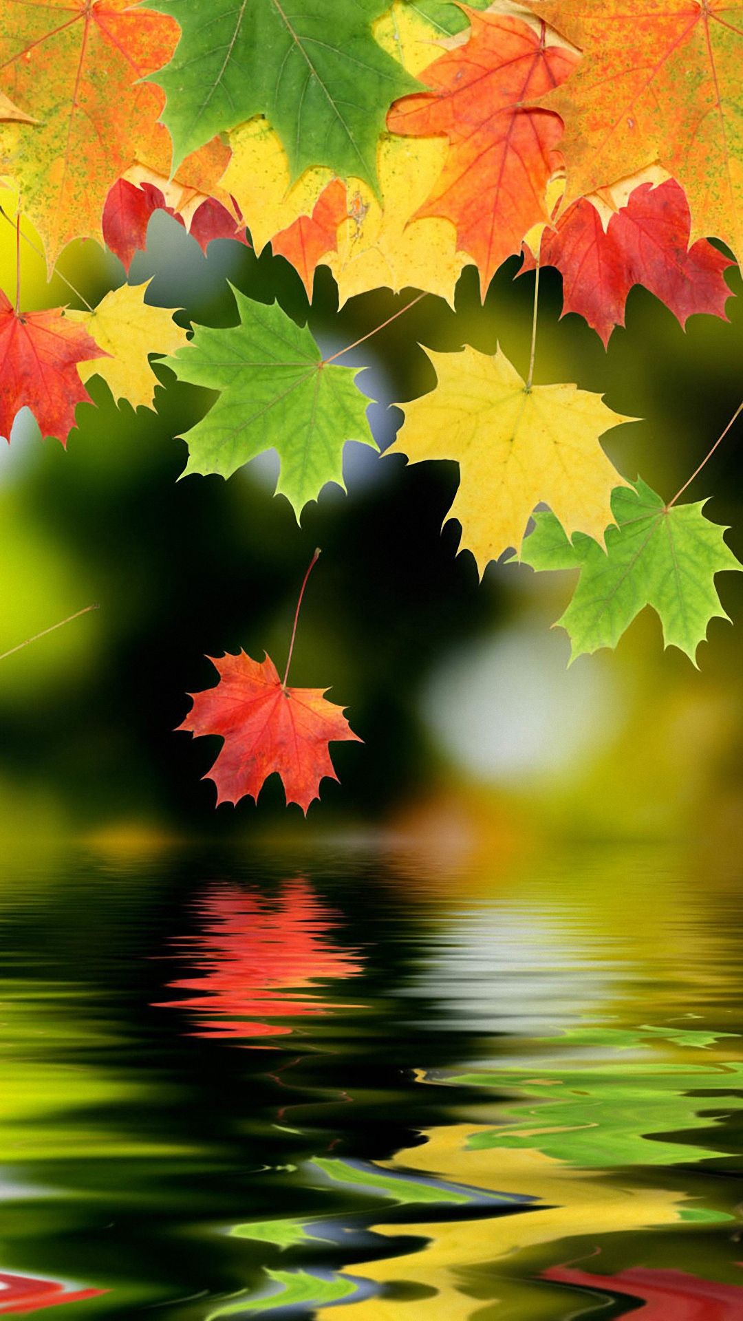 Maple Leaf Android Wallpapers 1080p Phone Mobile Full ...