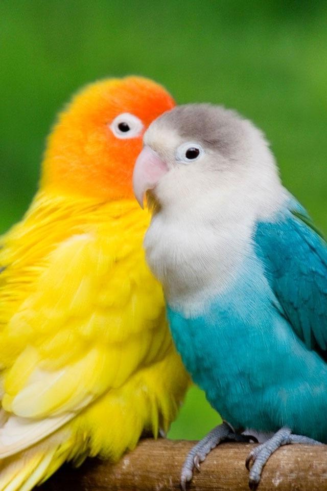 Collection Of Hd Wallpapers For Mobile On Spyder Wallpapers - Hd Wallpapers Birds For Mobile - HD Wallpaper 