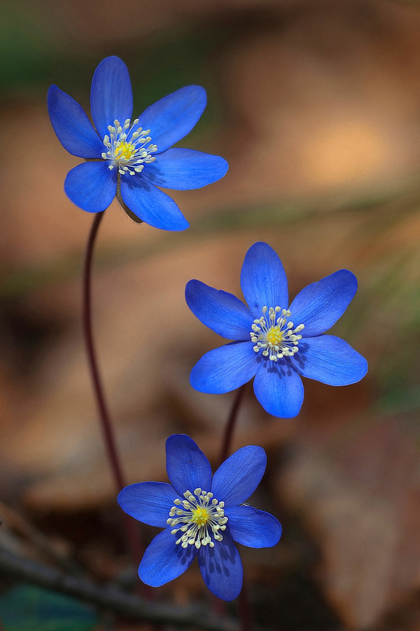 Blue Flowers Macro Wallpaper - Flower Wallpaper For Mobile Hd - HD Wallpaper 