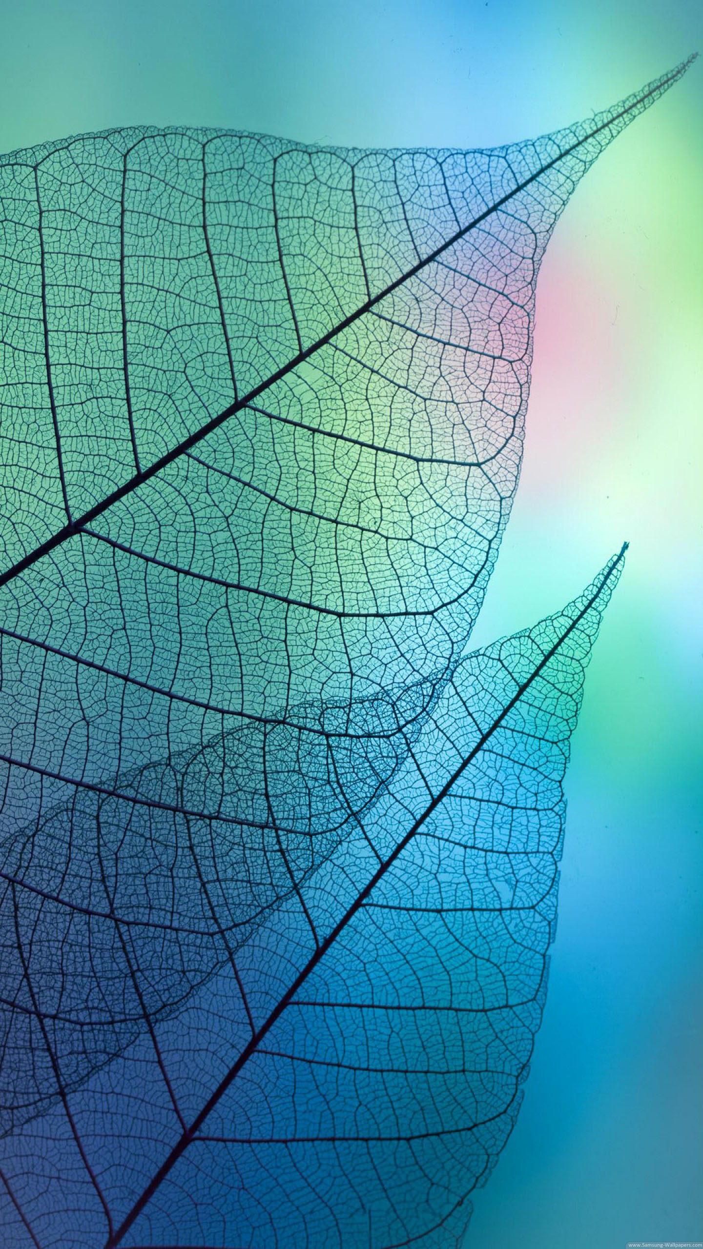 Leaf Samples Stock Samsung Galaxy S6 Wallpaper Hd 
 - Galaxy Samsung Wallpaper Hd - HD Wallpaper 