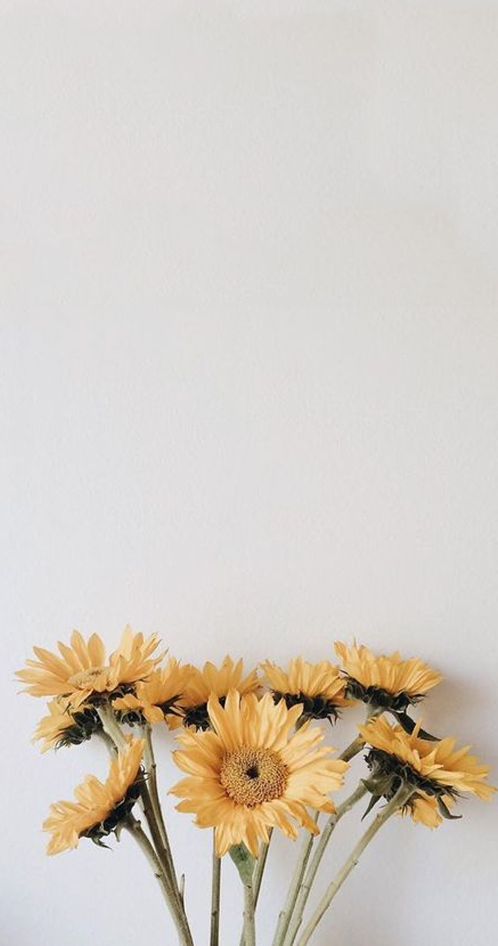 Tumblr Aesthetic Wallpaper - Sunflower - HD Wallpaper 