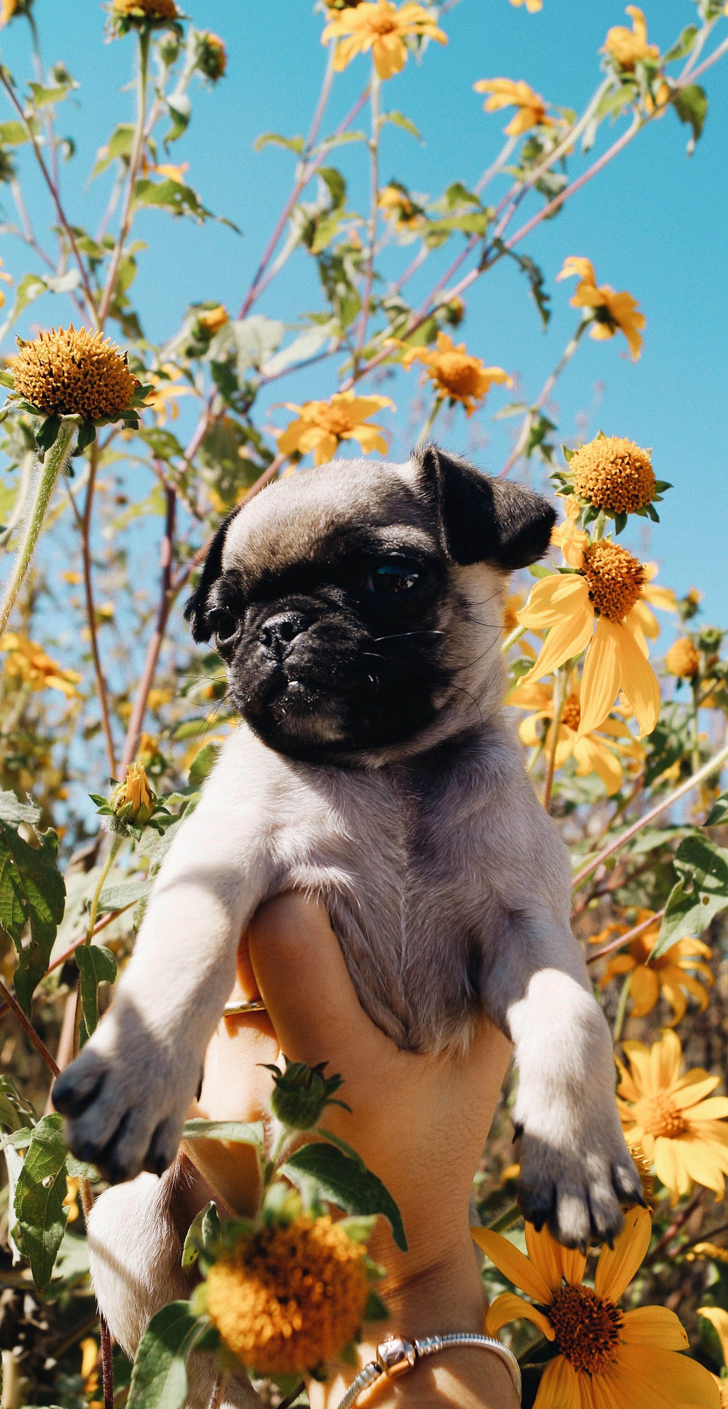 Pug Lockscreen - HD Wallpaper 