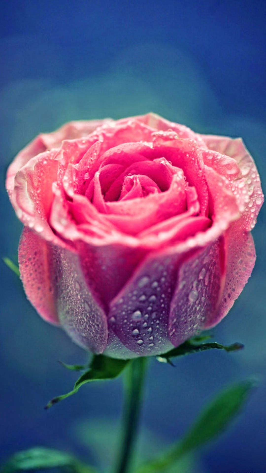 Pink Rose Dew Close Up - Iphone Rose Wallpaper Hd - HD Wallpaper 