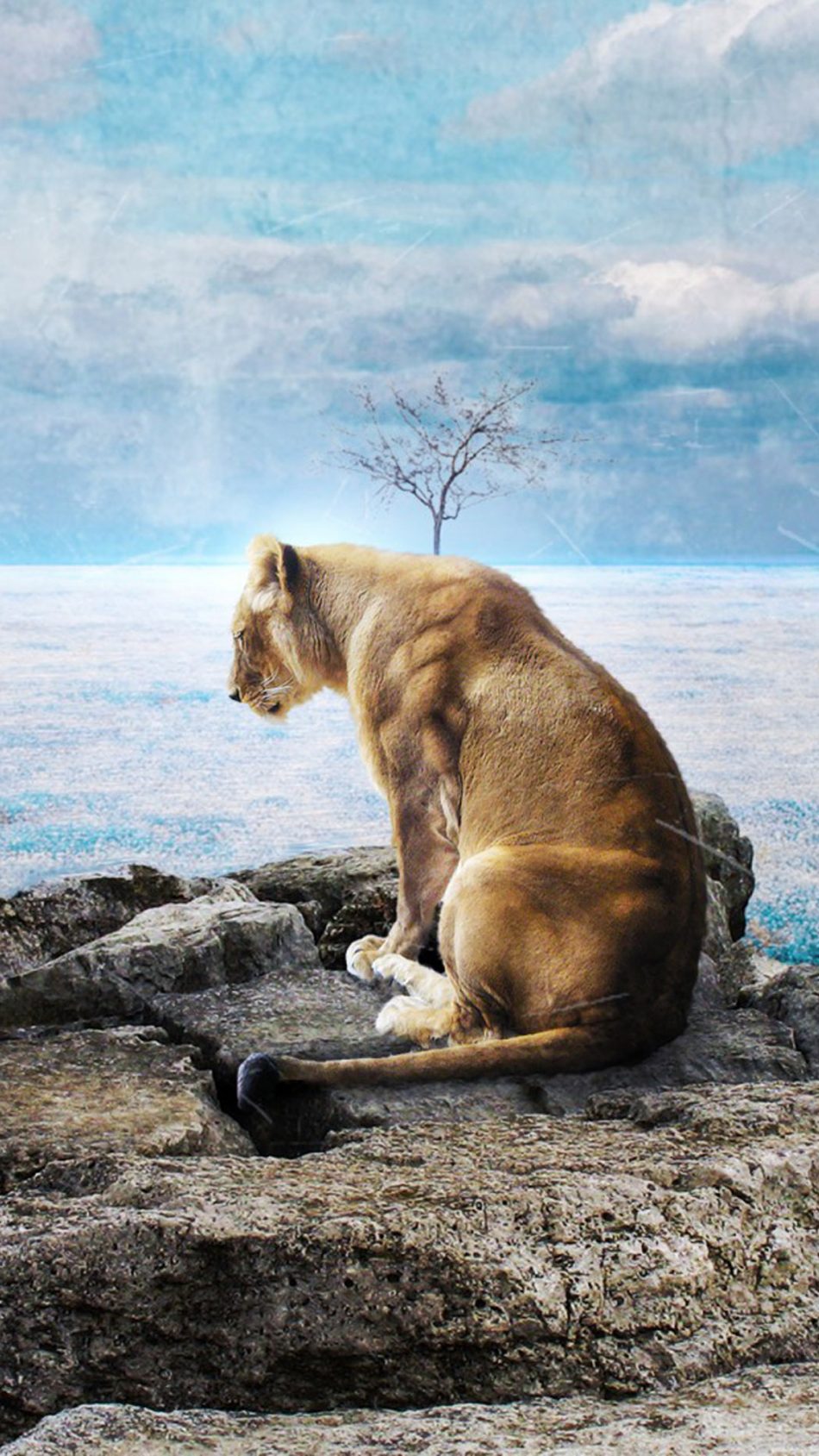Lone Sad Lion Hd Mobile Wallpaper - Sad Lion Images Hd - HD Wallpaper 