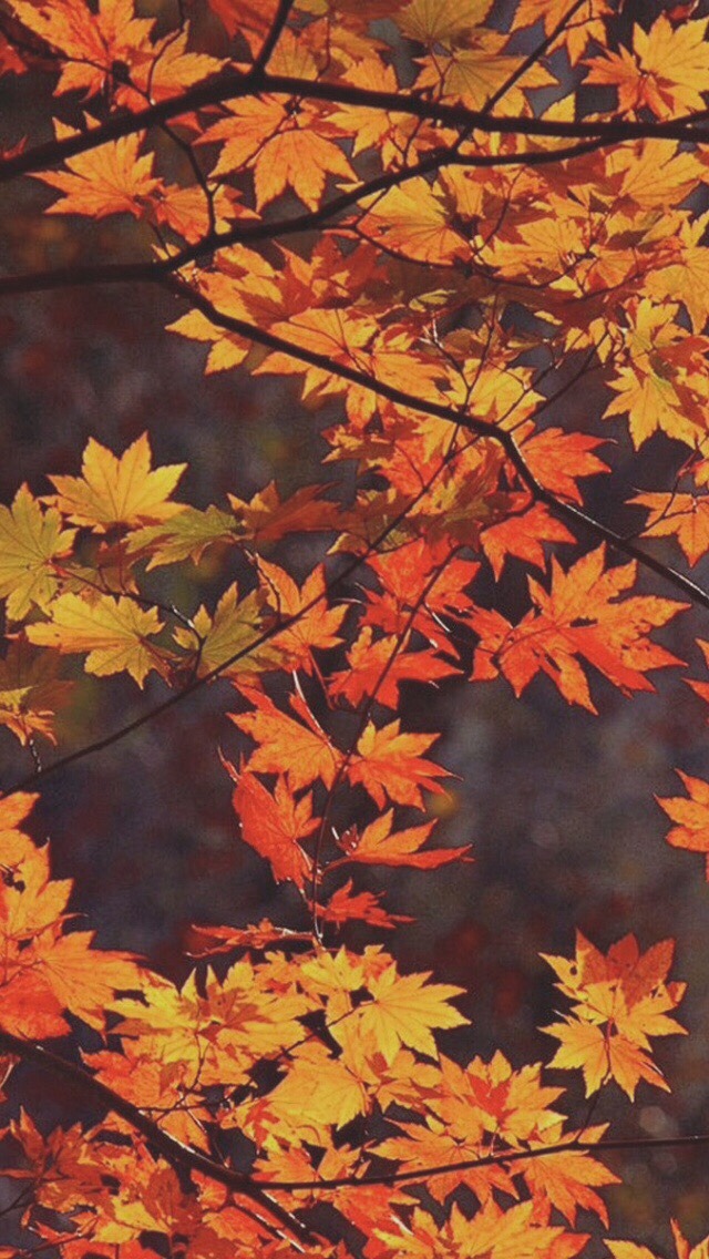 Fall Wallpaper Iphone - HD Wallpaper 