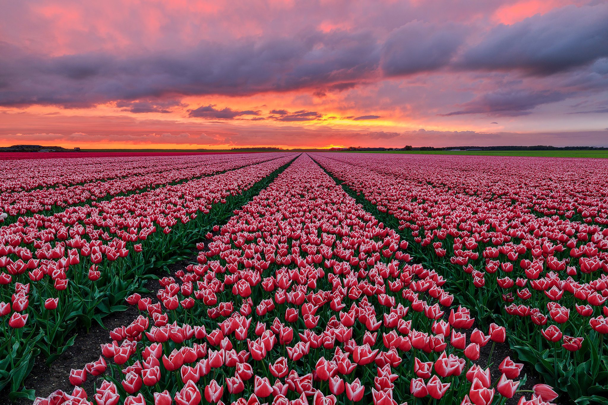 Flower Field - HD Wallpaper 