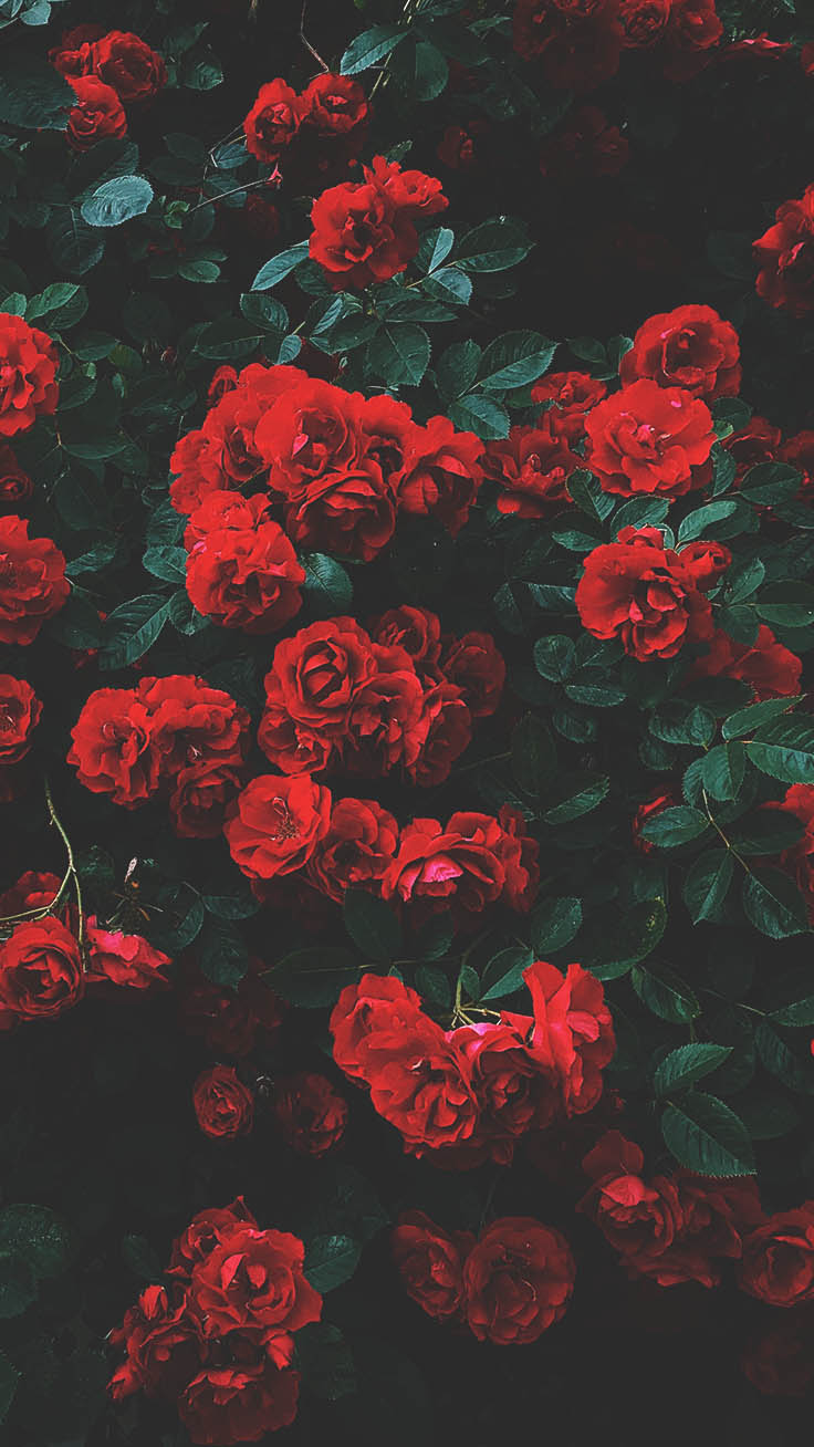 Floral Roses Iphone Wallpaper By Preppy Wallpapers - Rose Wallpaper Iphone X - 736x1308 Wallpaper Floral Roses Iphone Wallpaper By Preppy Wallpapers - Rose Wallpaper Iphone X - 736x1308 Wallpaper