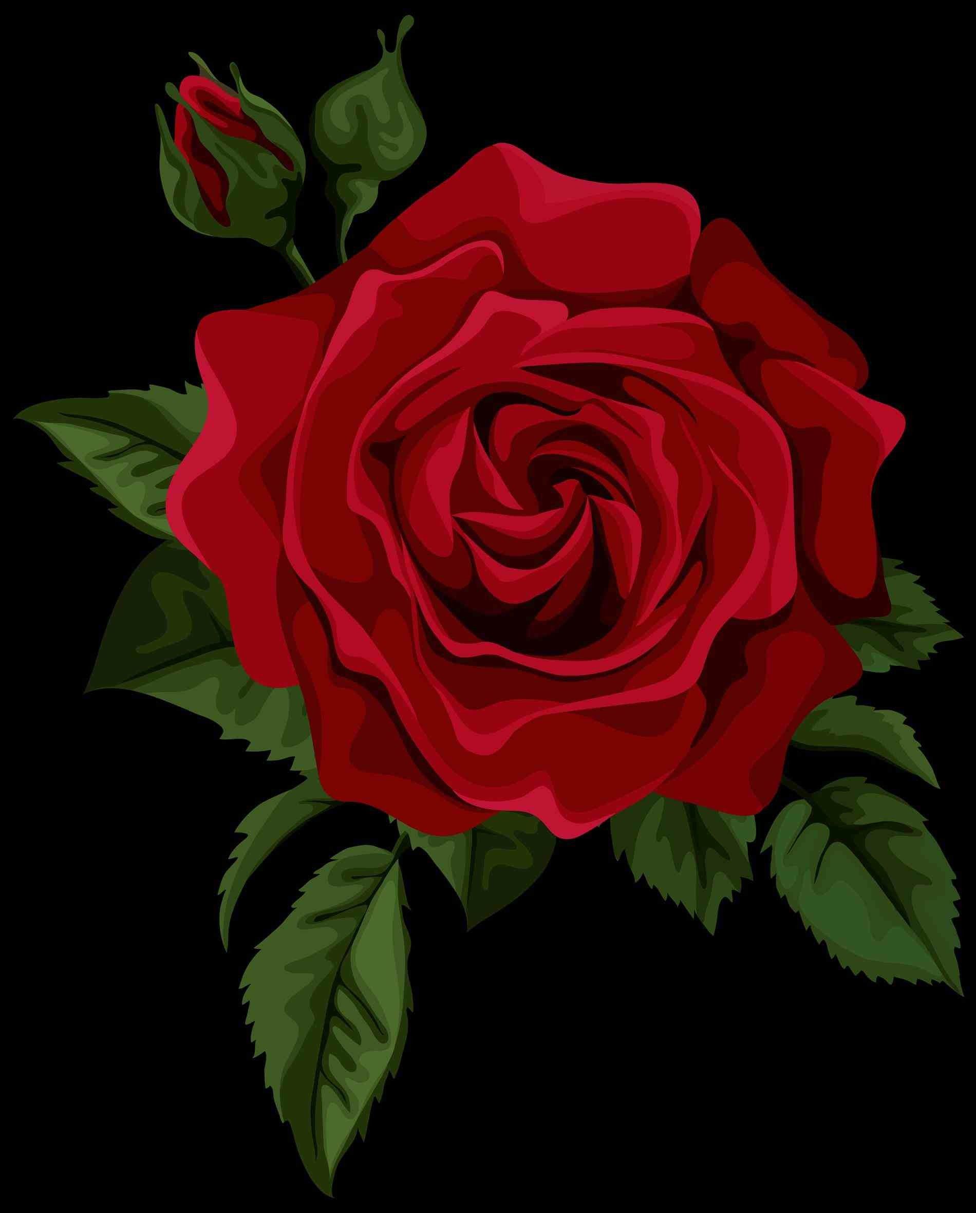 Single Red Rose Wallpaper 56 - Transparent Background Rose Transparent Png - HD Wallpaper 