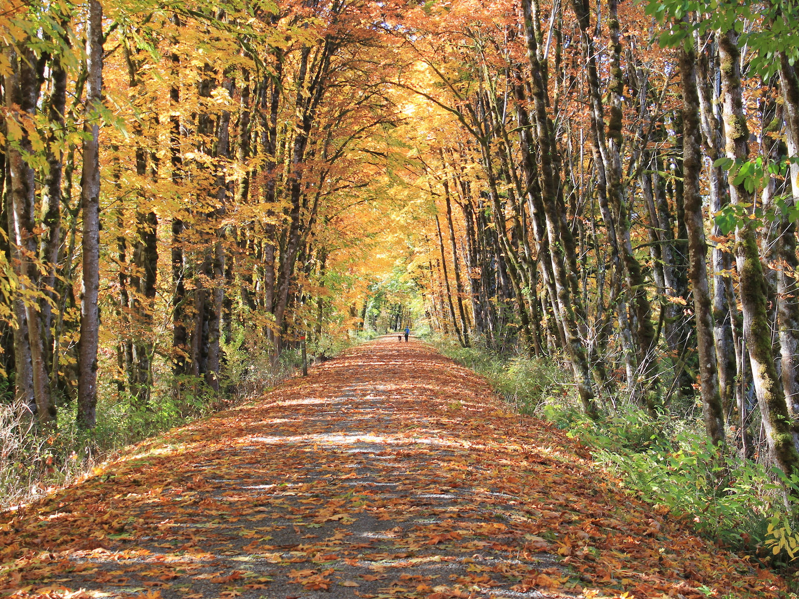 Snoqualmie Valley Trail Fall - HD Wallpaper 