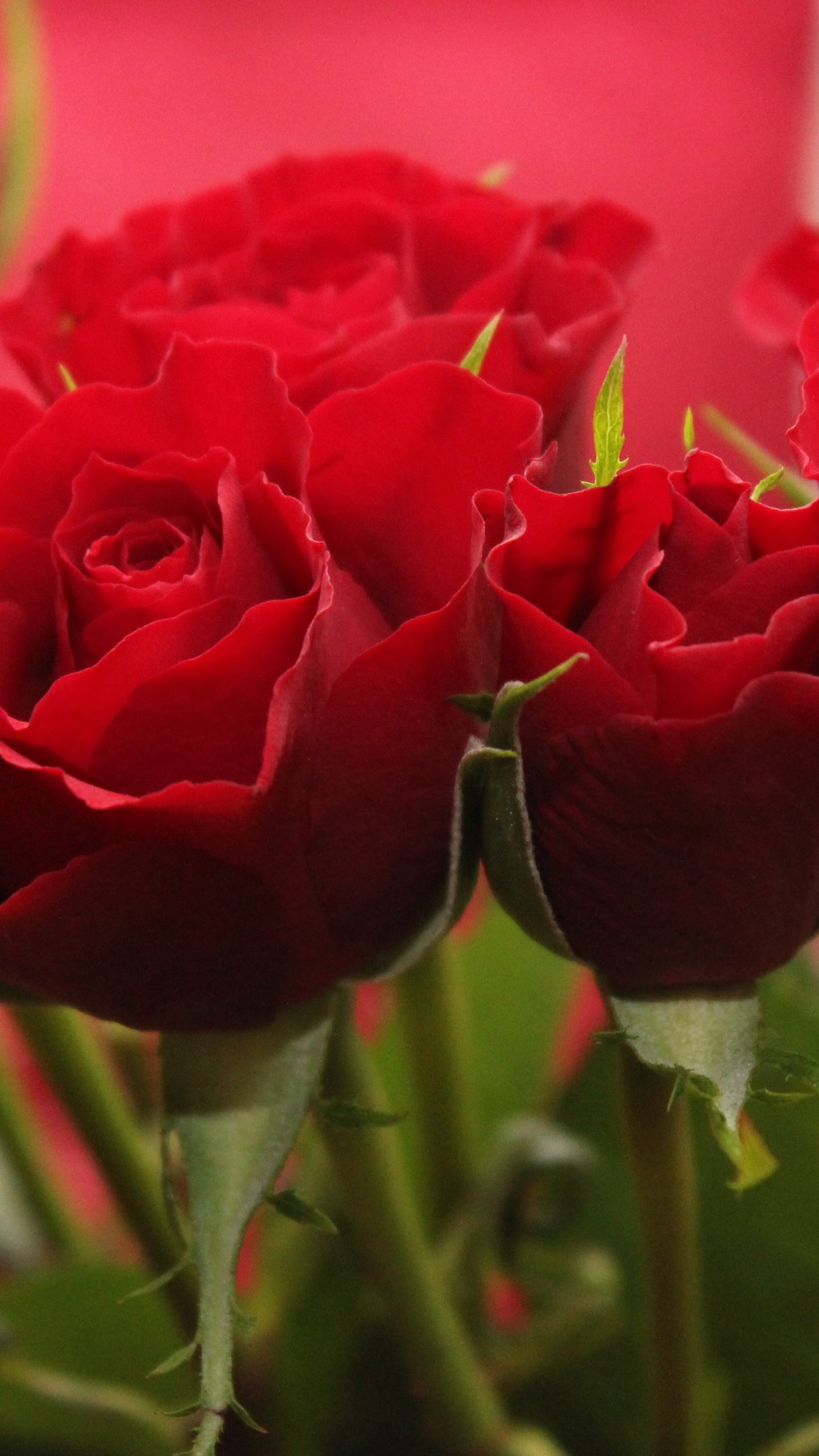 Rose Wallpaper Hd Portrait - 1440x2560 Wallpaper Rose Wallpaper Hd Portrait - 1440x2560 Wallpaper