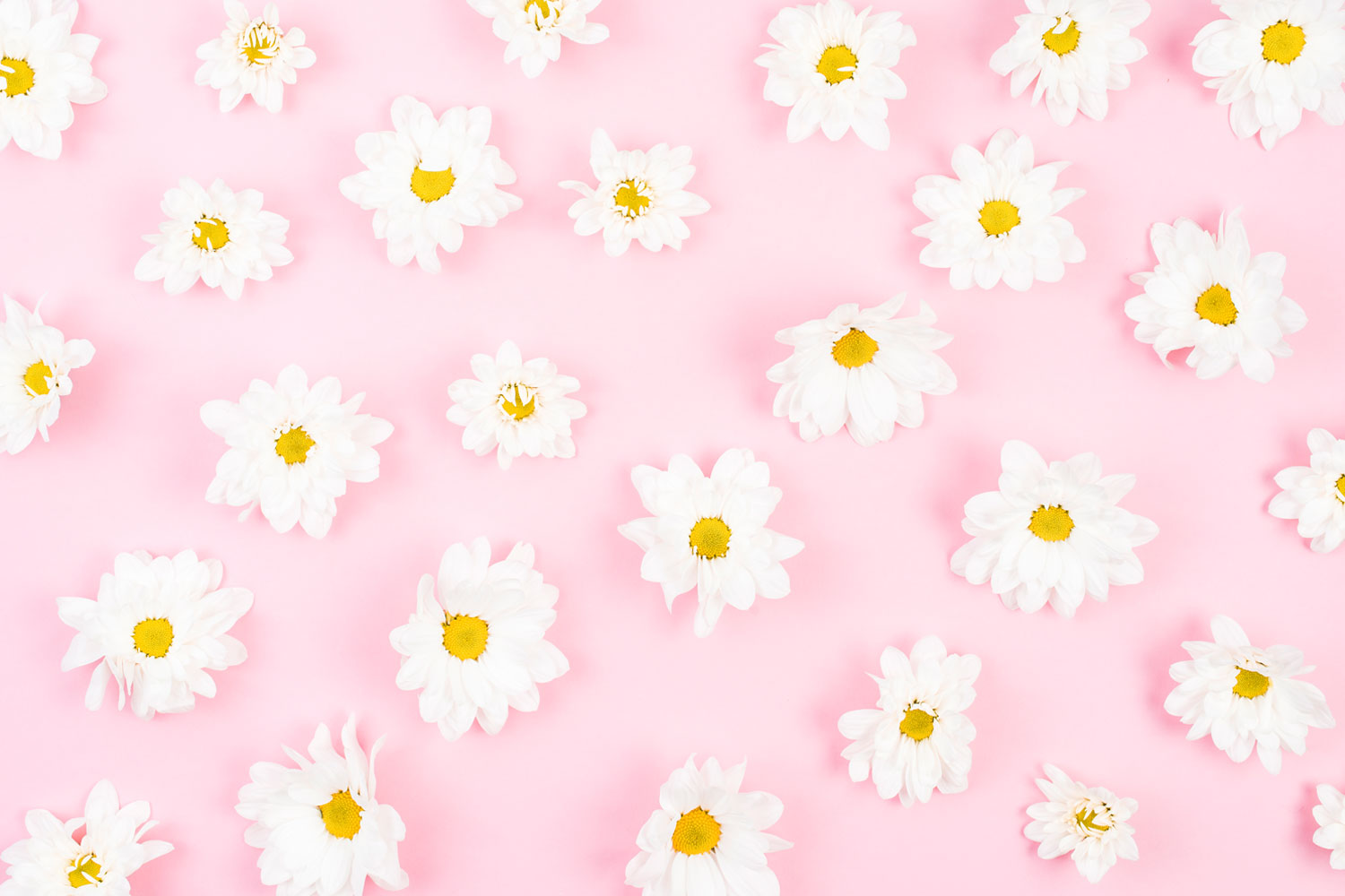 White Flower On Pink Fundo De Florzinha Branca 1500x1000 Wallpaper Teahub Io