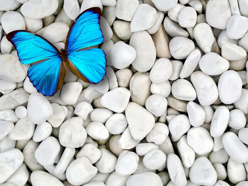 Blue Butterfly Background Hd - HD Wallpaper 