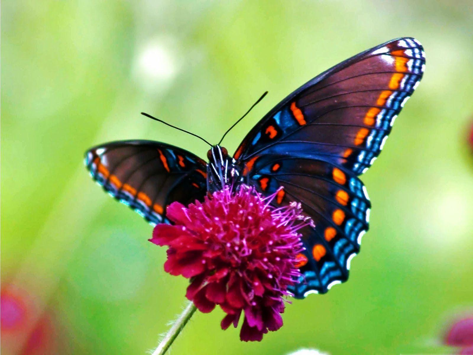 Butterfly Wallpapers - Butterfly Hd - HD Wallpaper 