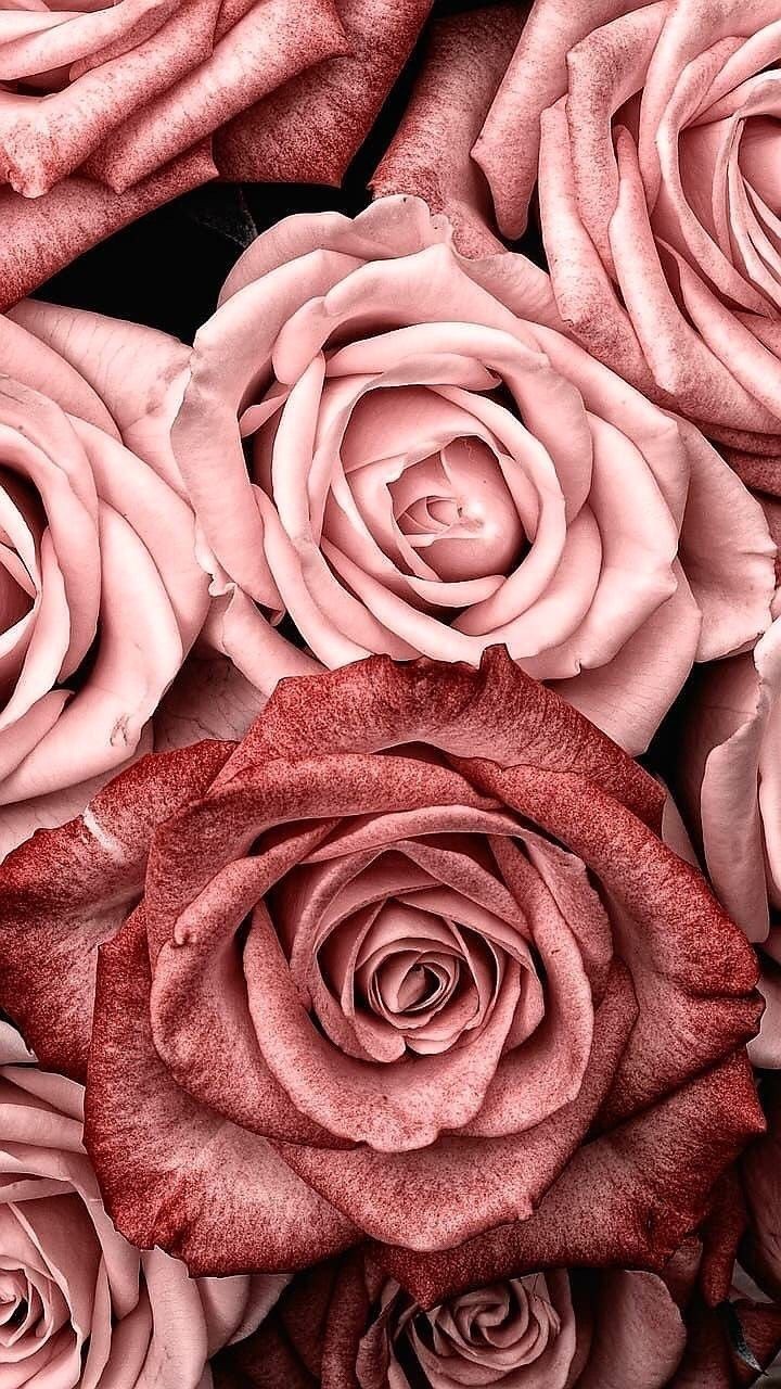 Rose, Flowers, And Pink Image - Rose Gold Pink Aesthetic - HD Wallpaper 