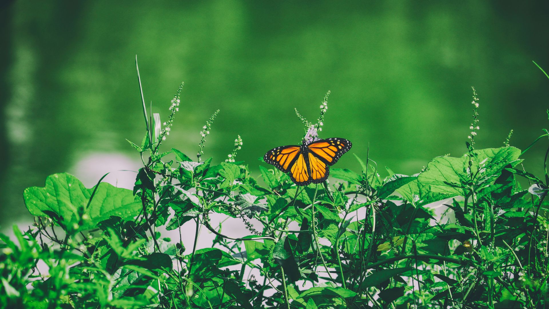 Green Plants And Butterfly Wallpaper - Butterfly Green - HD Wallpaper 