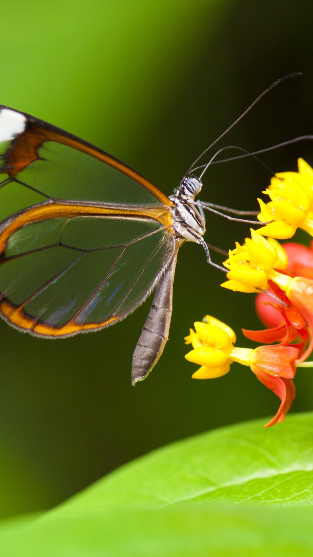 Butterfly, 5k, 4k Wallpaper, Insects, Flowers, Green, - Butterfly Wallpaper Hd Nature Flower - HD Wallpaper 