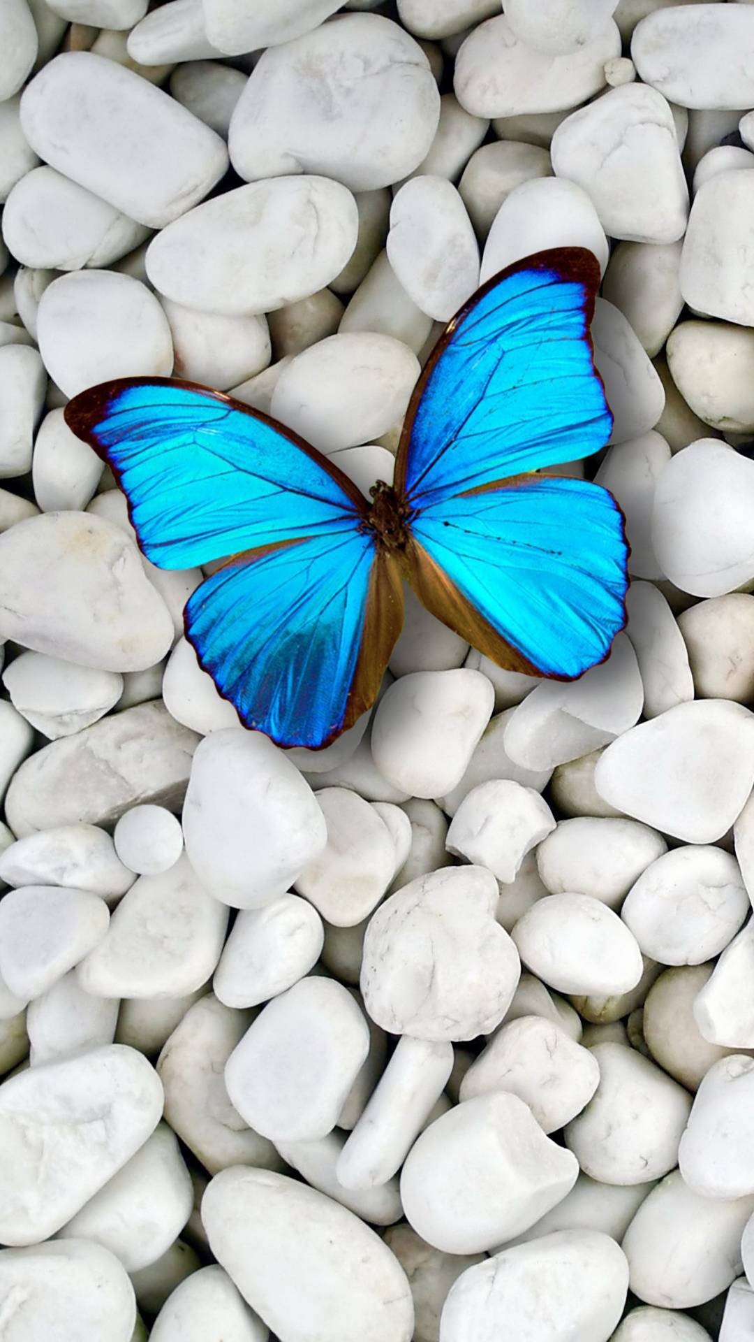 Blue Butterfly Wallpaper For Iphone Resolution - Blue Butterfly Wallpaper For Iphone - HD Wallpaper 