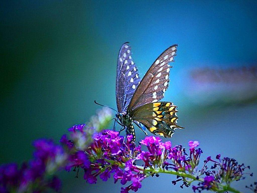 Free Butterfly Desktop Backgrounds 
 Data-src /full/120402 - Desktop Backgrounds Butterflies - HD Wallpaper 