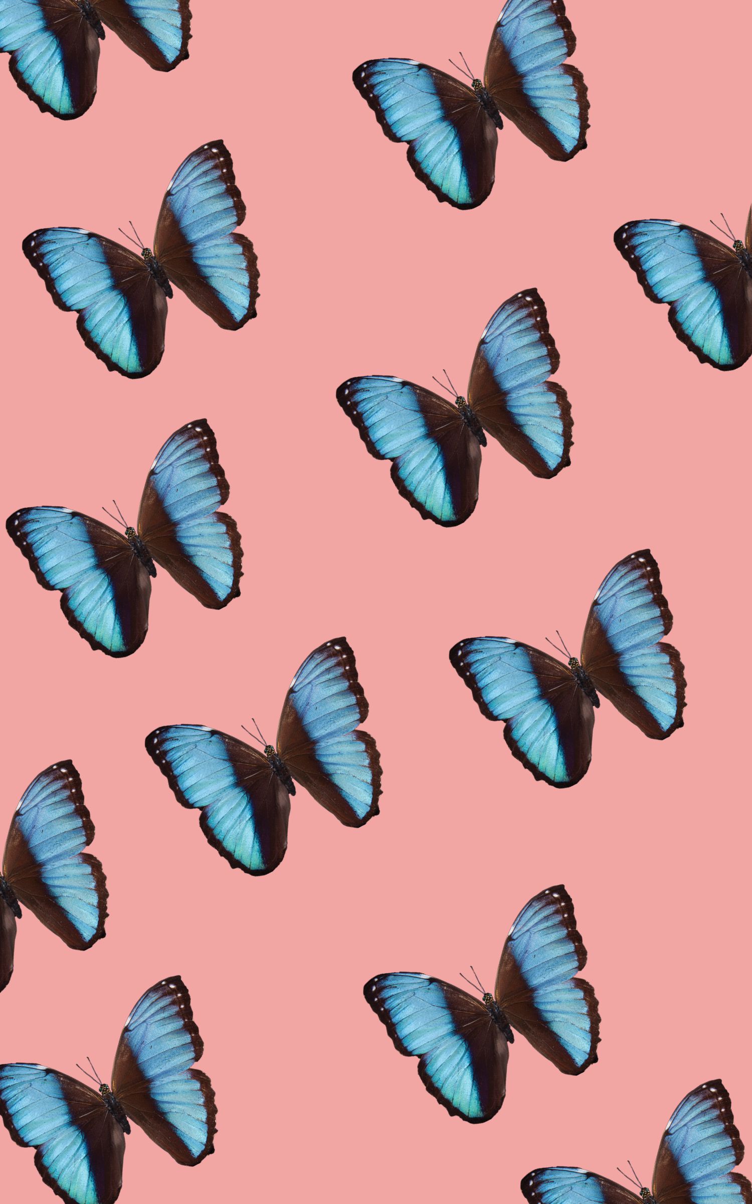 Butterfly Wallpaper For Iphone - HD Wallpaper 
