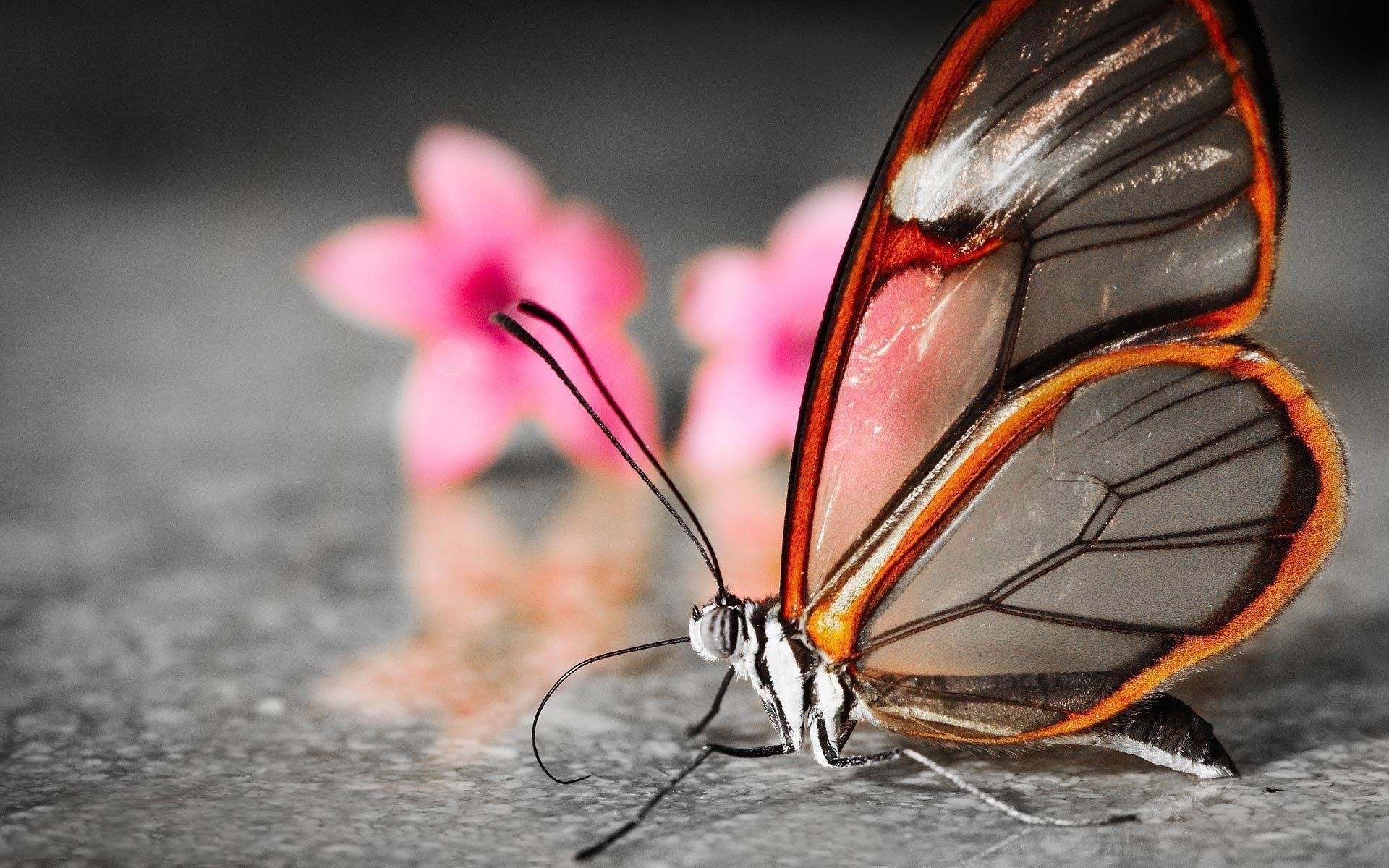 1920x1200, Wallpapers For > 3d Butterfly Wallpaper - Butterfly Wallpaper 3d - HD Wallpaper 
