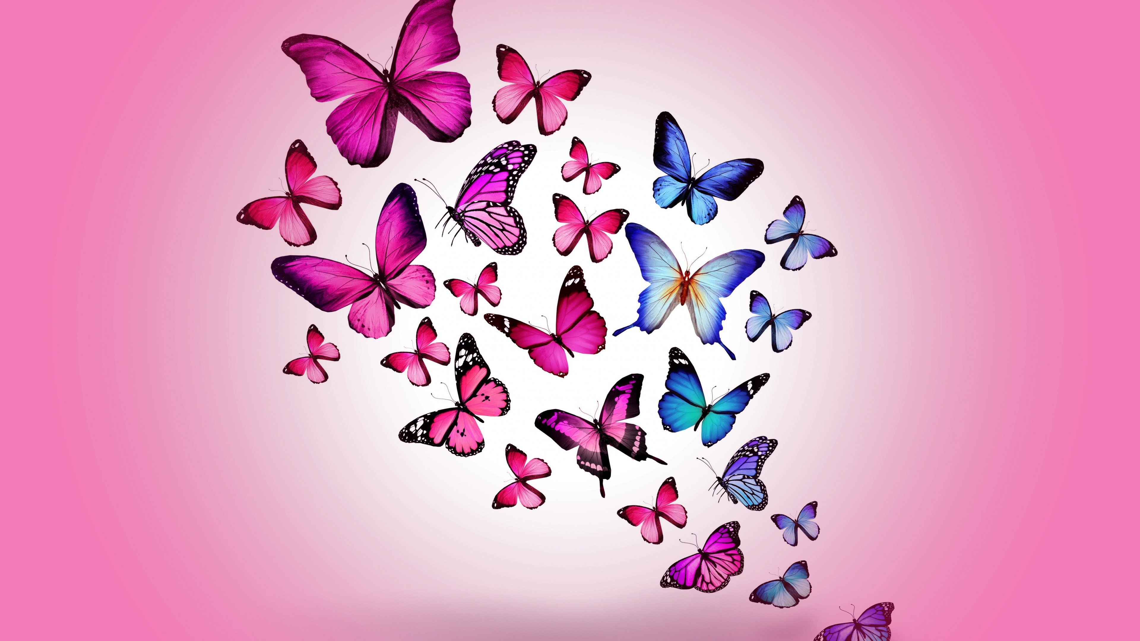 Butterfly Wallpaper Android Src Amazing Butterfly - Desktop Butterfly Wallpaper Hd - 3840x2160 Wallpaper Butterfly Wallpaper Android Src Amazing Butterfly - Desktop Butterfly Wallpaper Hd - 3840x2160 Wallpaper
