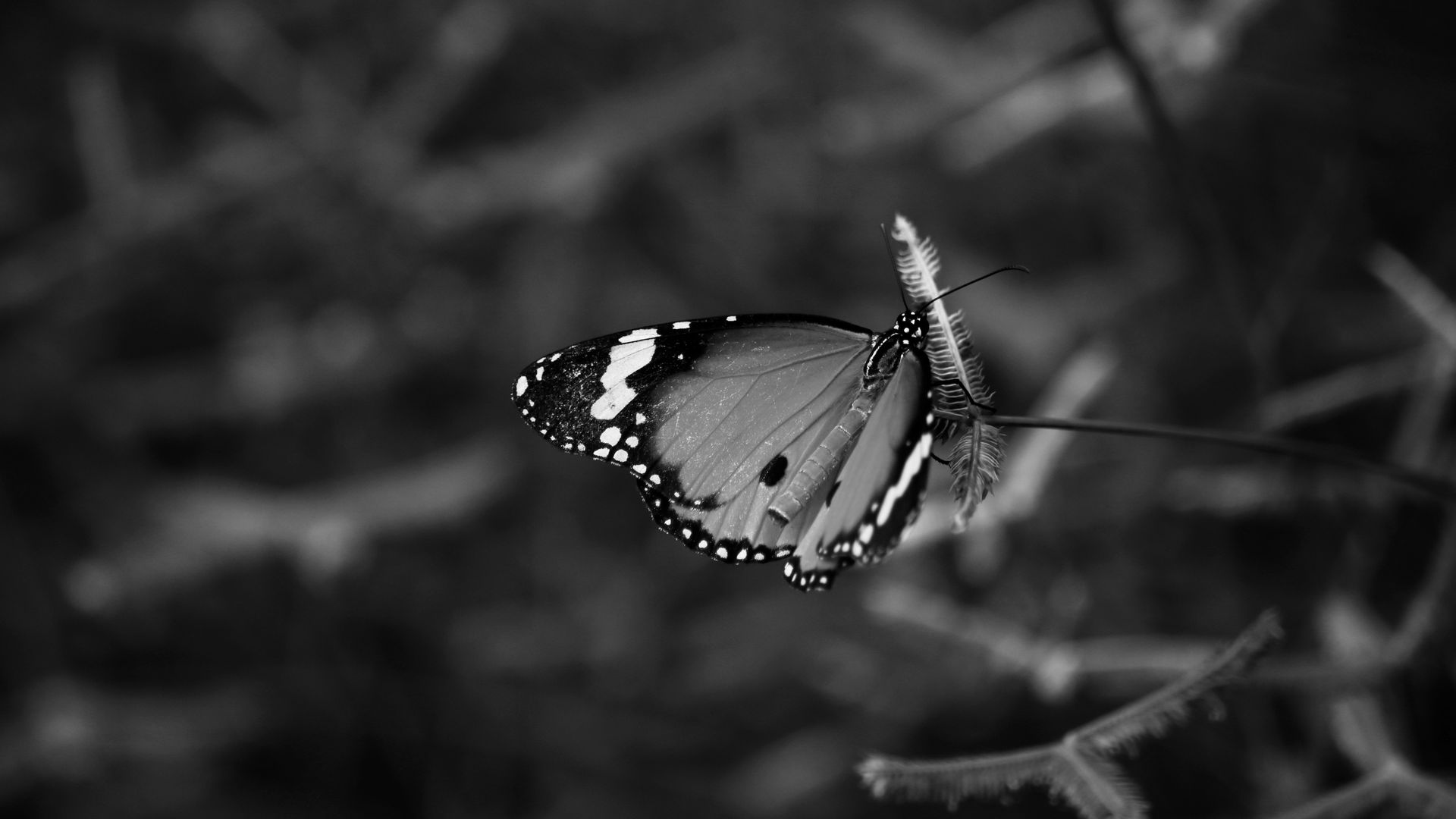 Queen Butterfly On Flower Black And White Wallpaper - Butterflies Wallpaper Black And White - HD Wallpaper 