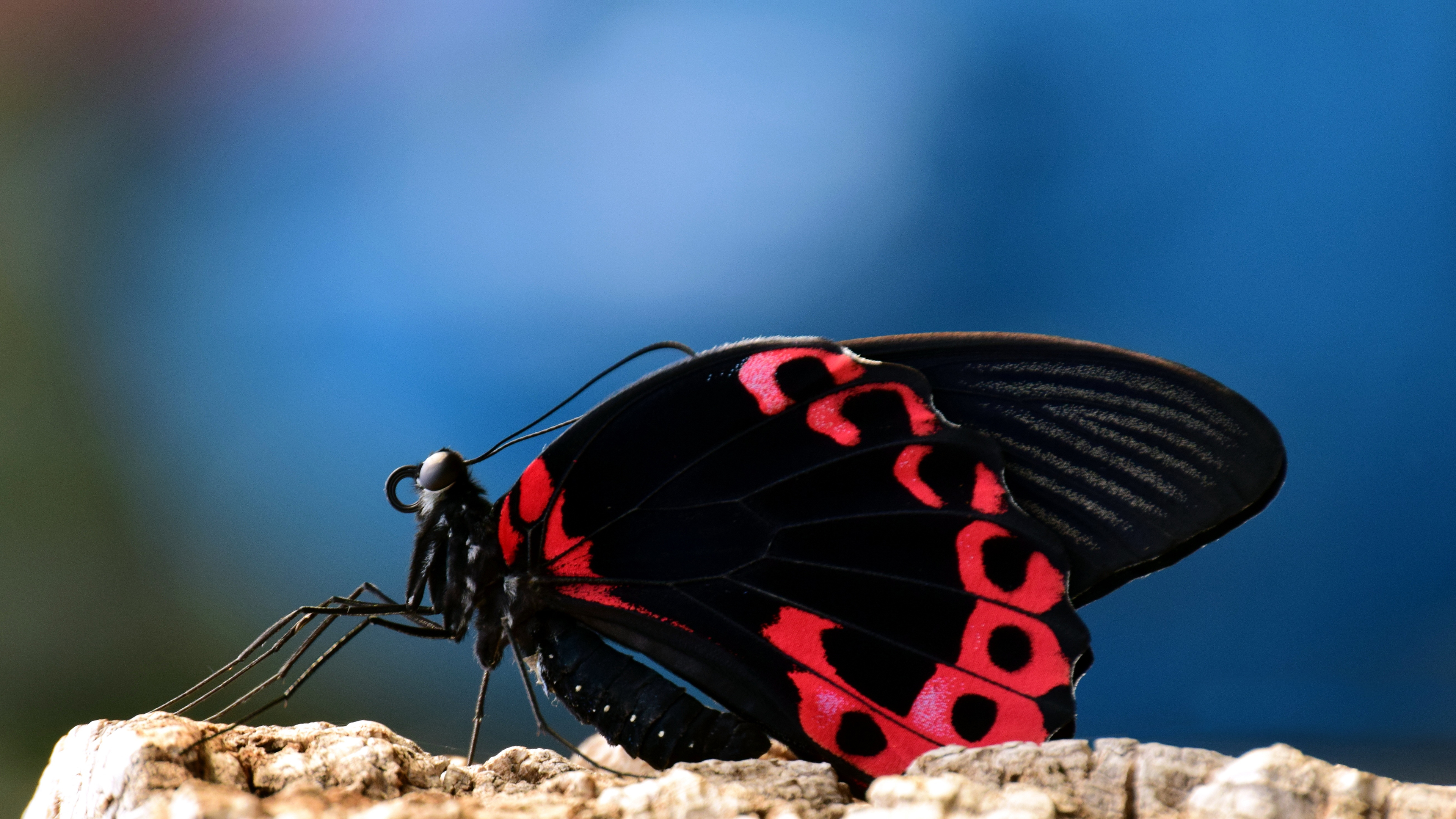 Butterfly Sitting Hd - HD Wallpaper 