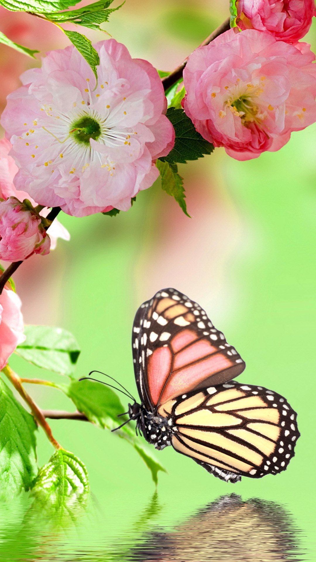 Butterfly Wallpaper For Android - Butterfly Wallpaper Full Screen -  1080x1920 Wallpaper 