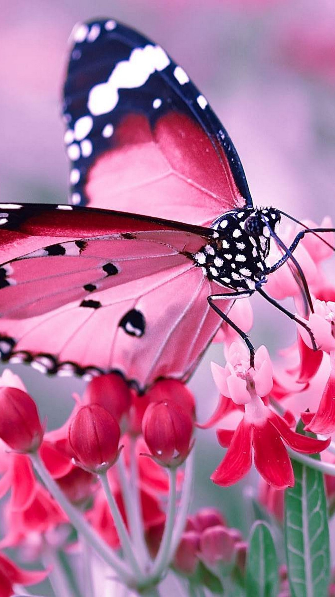 Pink Butterfly Wallpaper For Phone - Love Butterflies - HD Wallpaper 