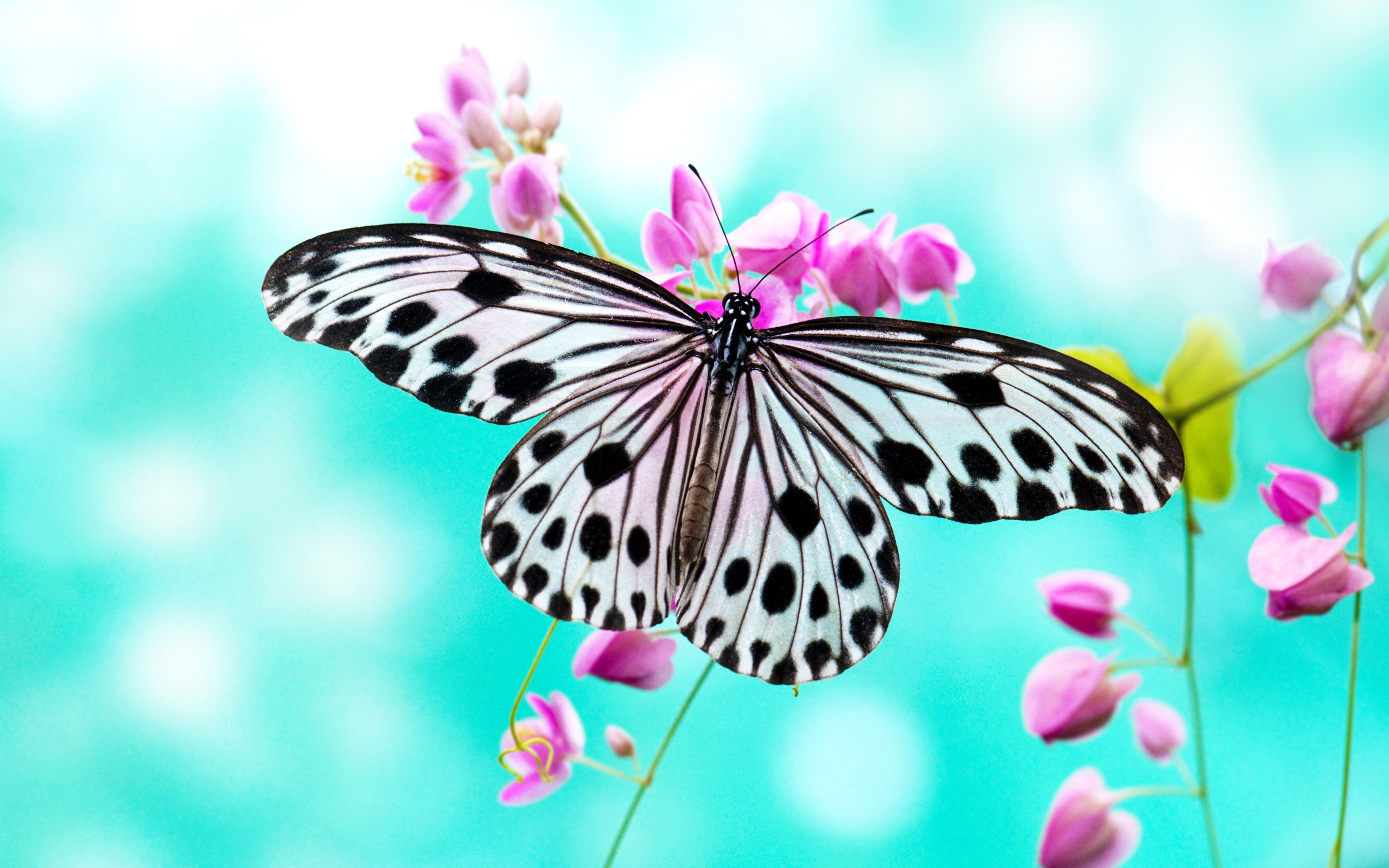 Butterfly Wallpaper Hd - HD Wallpaper 