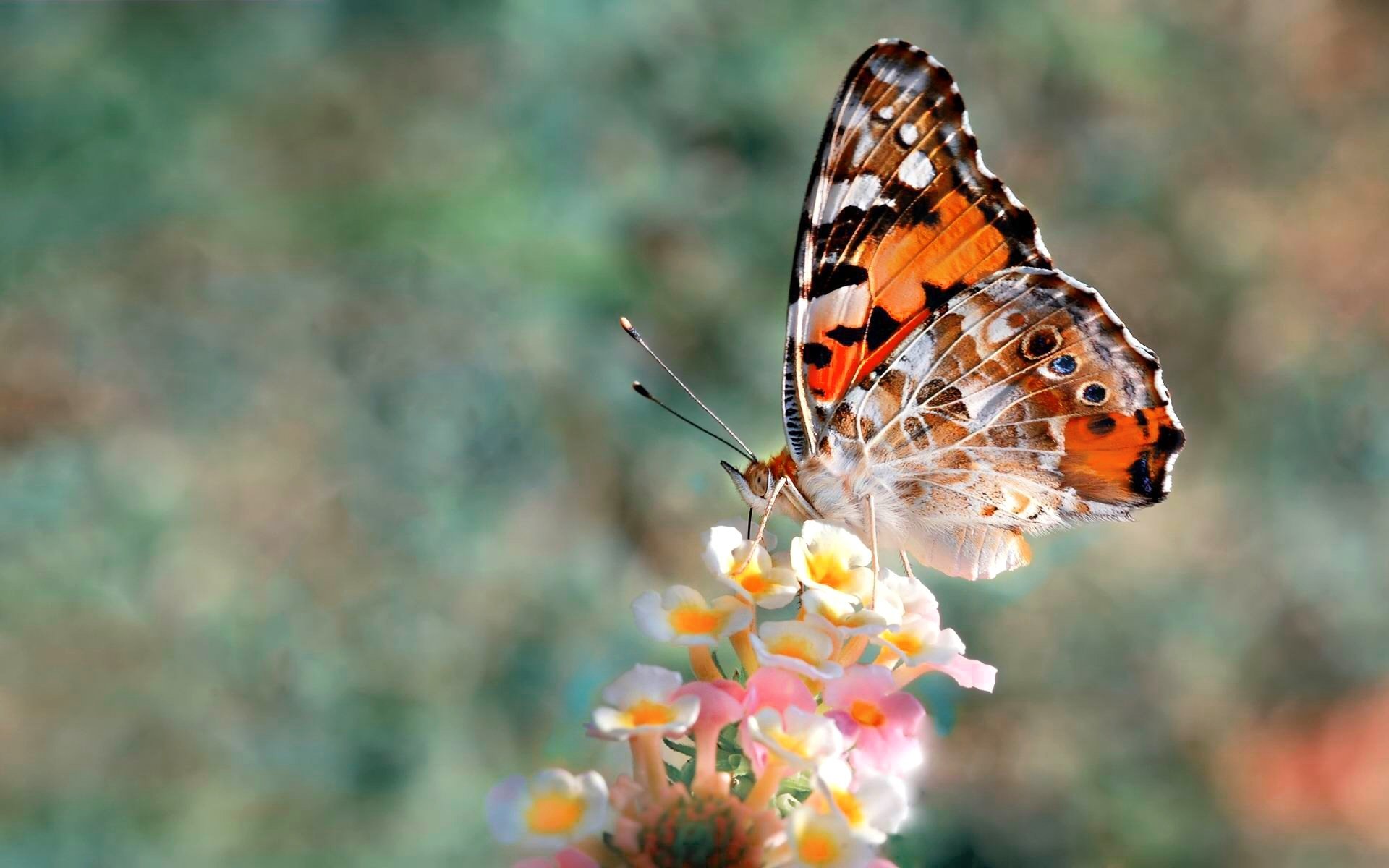 Batterflay Hd - HD Wallpaper 