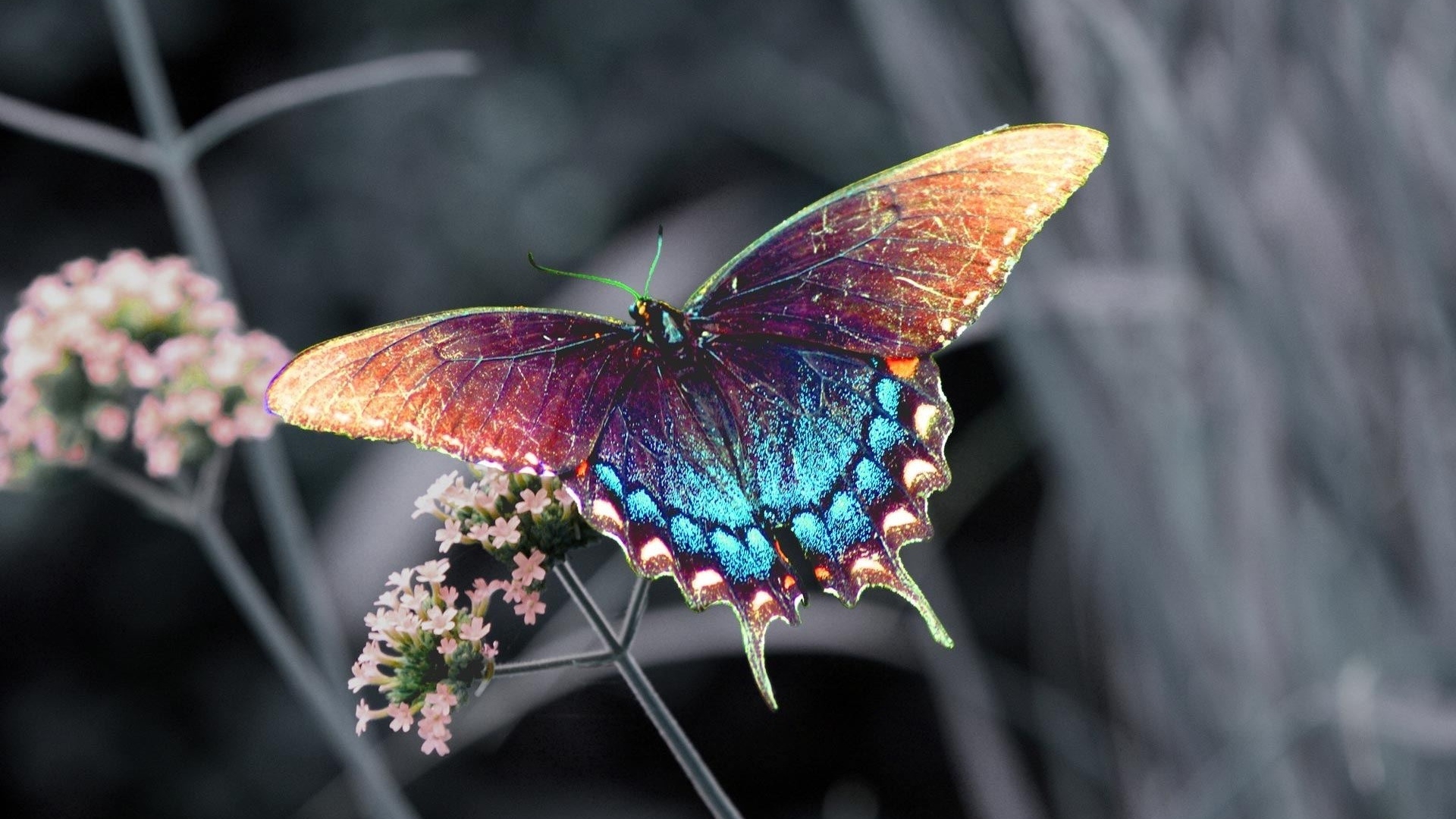 Butterfly Hd Wallpaper High Quality Resolution For - Butterfly Hd Wallpapers 1080p - HD Wallpaper 