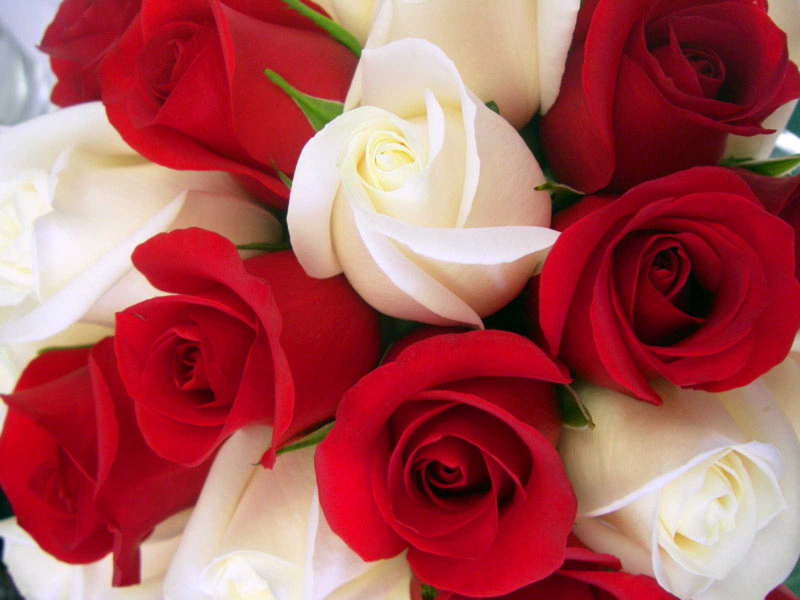 Love White And Red Roses - HD Wallpaper 